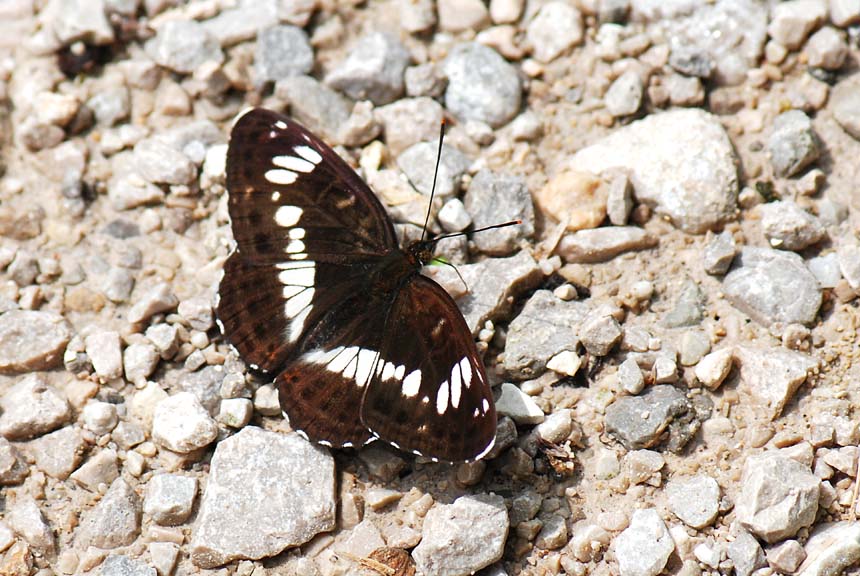 Limenitis camilla del Vicentino